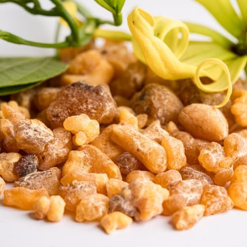 Frankincense Essential Oil - Direct from Madhya Pradesh, India - Pure Essential Oil for Diffusers and Aromatherapy | 100% Pure Therapeutic Grade Natural Aceite de Incienso (22lbs)