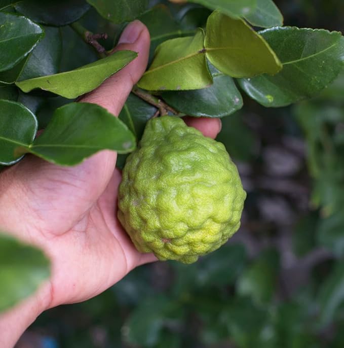 Bergamot Essential Oil - Direct from Citrusmade in Sicily- Pure Essential Oil for Diffusers and Aromatherapy | 100% Pure Therapeutic Grade (2Lbs)