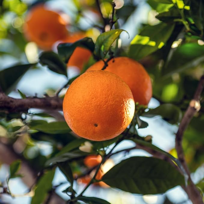 Blood Orange Essential Oil - Direct from Citrusmade in Sicily - Pure Essential Oil for Diffusers and Aromatherapy - Natural Citrus Scent | 100% Pure Therapeutic Grade (15ml)