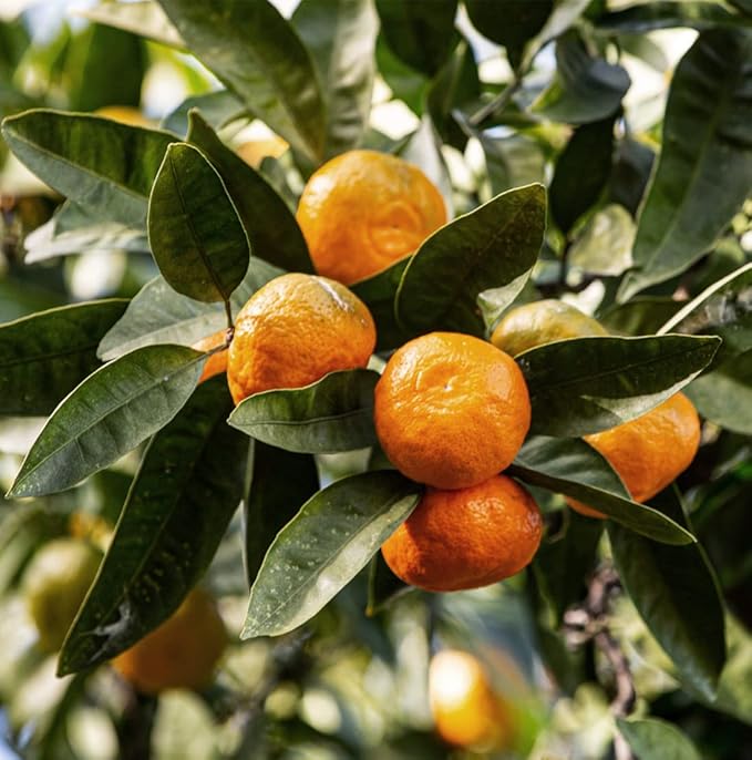 Tangerine Essential Oil - Direct from Citrusmade in Sicily, Italy - Essential Oils for Diffusers & Aromatherapy | 100% Pure Therapeutic Grade (15ml)