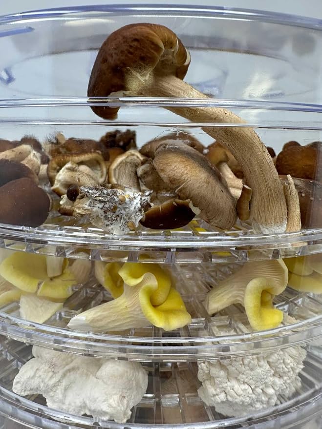 350 Watt Mushroom Dehydrator - Image 5