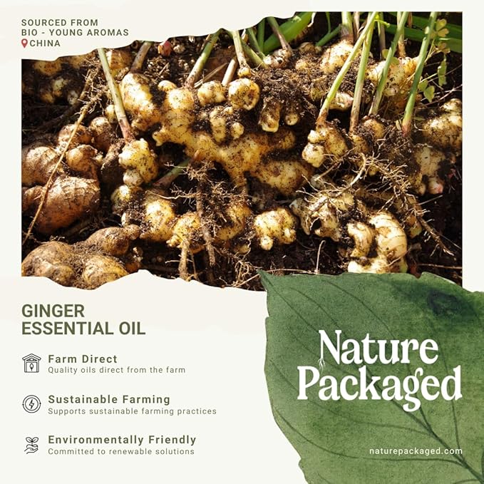 Ginger Essential Oil - Direct from Bio-Young Aromas - Pure Ginger Oil for Skin - Aceite de Jengibre - Aromatherapy 100% Therapeutic Premium Grade (15ml)