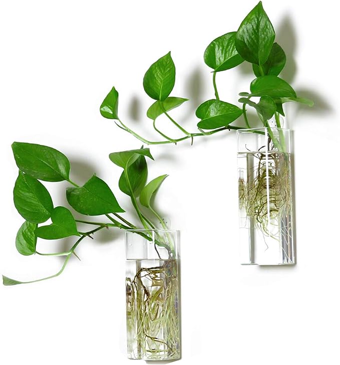 Square Glass Propagation Vase 2 Pack, Wall Hanging Hydroponic Planter | by Kingbuy