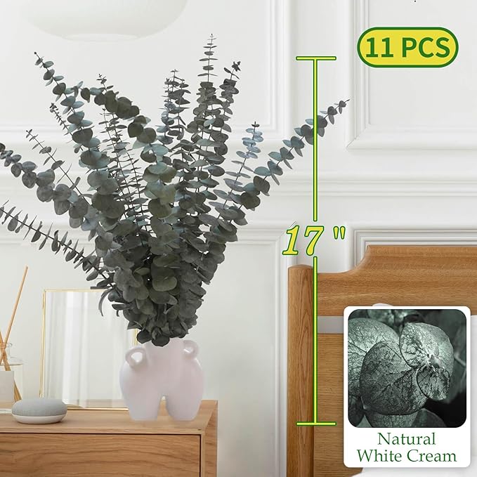 11 PCS Real Dried Eucalyptus Stem - Image 2