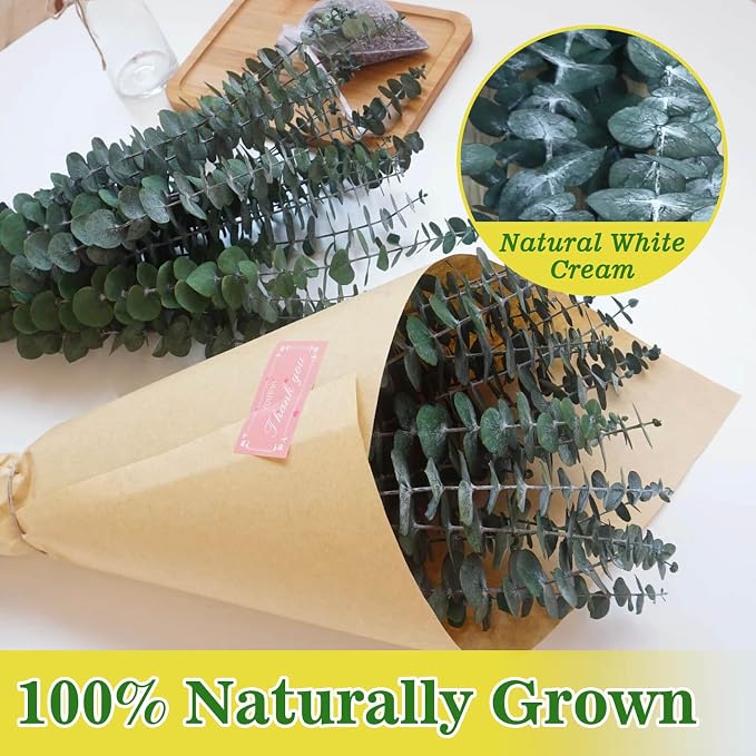 11 PCS Real Dried Eucalyptus Stem - Image 7