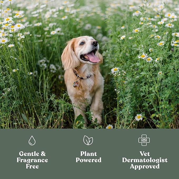 Dandylion Soft Paws Lotion with Brush | Dog Paw Balm & Paw Butter | Hydrating, Vet-Approved, Lick-Safe, Fragrance-Free | pH-Balanced for Itchy, Dry, Cracked Dog Paws | 0.6 fl oz