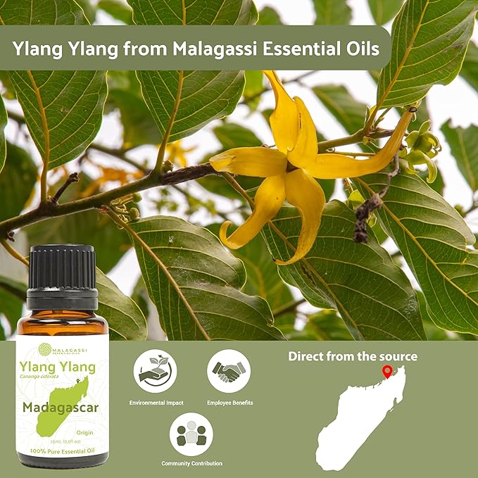 Ylang Ylang Essential Oil - Direct from Malagassi Essential Oils Madagascar - Steam Distilled - Aceite de Ylang Ylang for Aromatherapy, Diffuser, DIY Candle and Soap Making - 2lbs