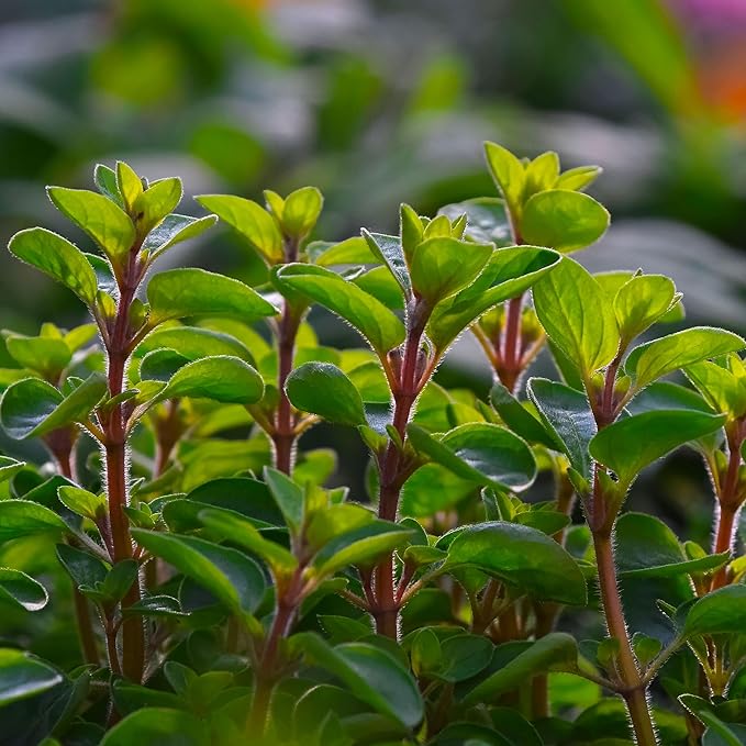 Marjoram Essential Oil - Aceite de Mejorana Direct from Egypt for Massage & Aromatherapy | Premium Therapeutic Grade (2lbs)