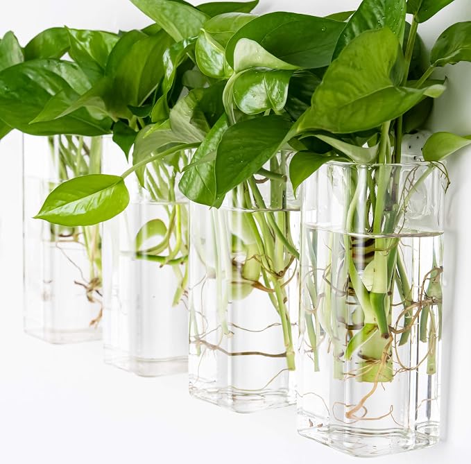 Square Glass Propagation Vase 4 Pack, Wall Hanging Hydroponic Planter | - Image 6
