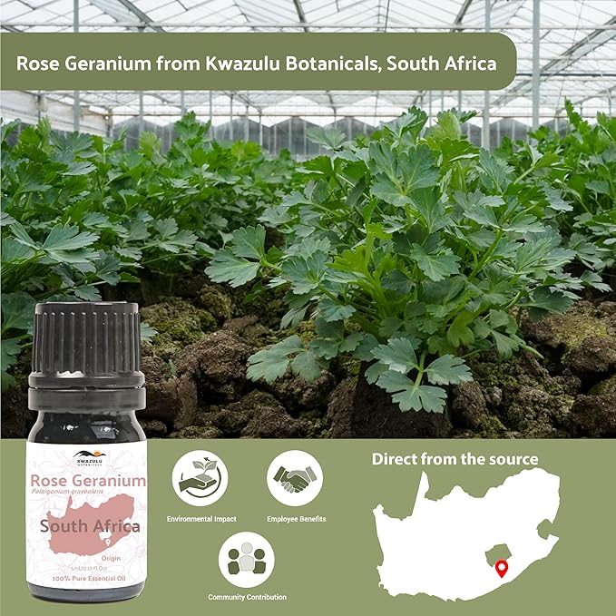 Rose Geranium Essential Oil - Direct from Kwazulu Botanicals in South Africa- Organic Essential Oils for Body, Diffusers, or Aromatherapy | Pure Therapeutic Grade (5ml)