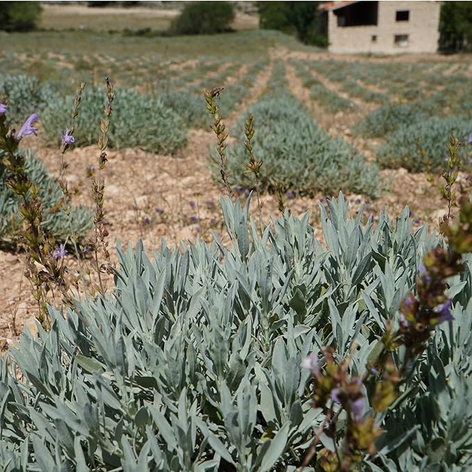 Sage Essential Oil - Direct from Essential Oils SL Spain - Steam Distilled - Aceite Esencial de Salvia for Aromatherapy, Massage, Diffuser, DIY Candle and Soap Making - 22lbs
