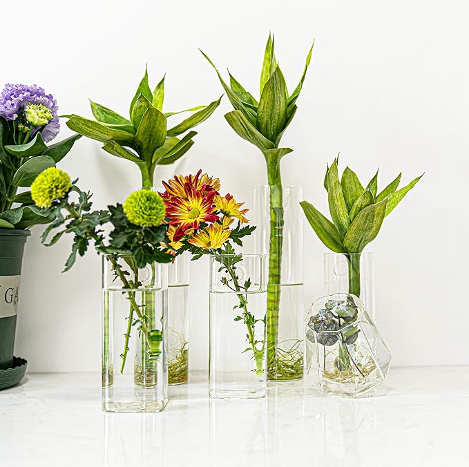 Square Glass Propagation Vase 4 Pack, Wall Hanging Hydroponic Planter | - Image 8