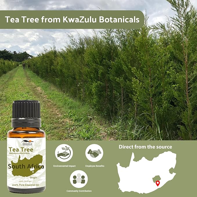 Tea Tree Essential Oil - Direct from Kwazulu Botanicals South Africa - Steam Distilled - Aceite Esencial de Árbol de Té for Aromatherapy, Diffuser, DIY Candle and Soap Making - 15ml