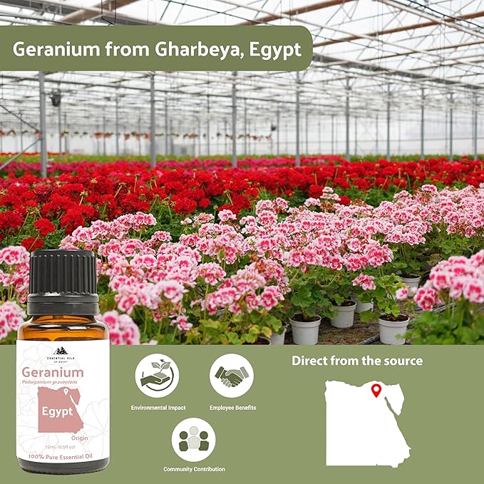 Geranium Essential Oil - Direct from Egypt Nile Delta - Pure Essential Oils for Body, Skincare & Balance - Natural Aceite de Geranio - 100% Pure Therapeutic Grade - 8oz